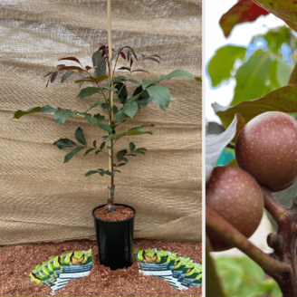 Young  Walnut tree Juglans regia Purpurea