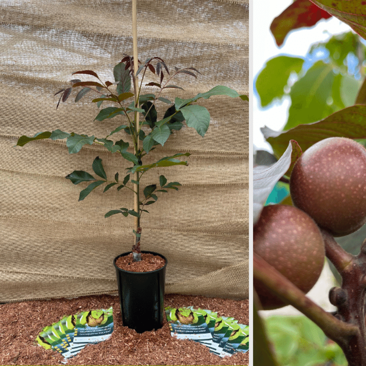 Jeune Noyer Juglans Regia Purpurea