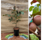 Jonge Walnootboom Juglans regia Purpurea