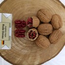 Young Walnut tree Juglans regia 1239 (‘Red Donau walnut’)