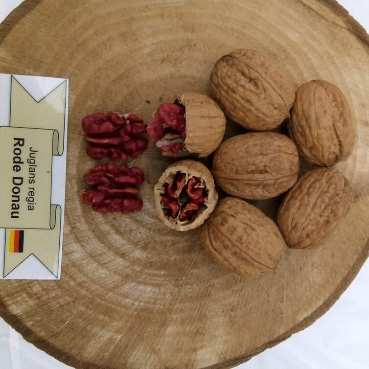 Walnut tree Juglans regia 1239 (‘Red Danube walnut’)