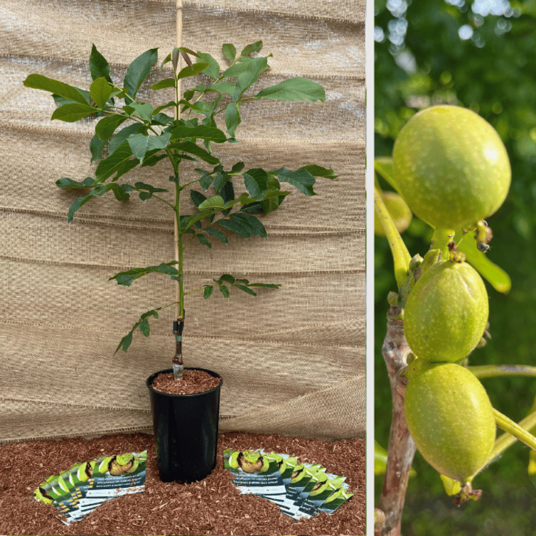 Walnut tree Juglans regia 1239 (‘Red Danube walnut’)