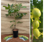 Young Walnut tree Juglans regia 1239 (‘Red Donau walnut’)