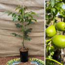Jonge Walnootboom Juglans regia Plovdivski
