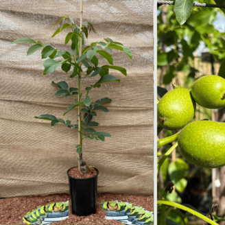Junge Walnussbaum Juglans regia Plovdivski