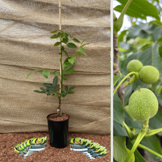 Young Walnut tree Juglans regia Mini Multiflora Nr.9