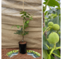 Jonge Walnootboom Juglans regia Mini Multiflora Nr.9