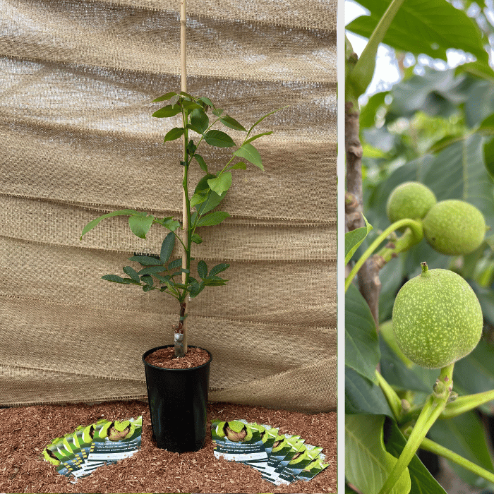 Walnut tree Juglans regia Mini Multiflora Nr.9