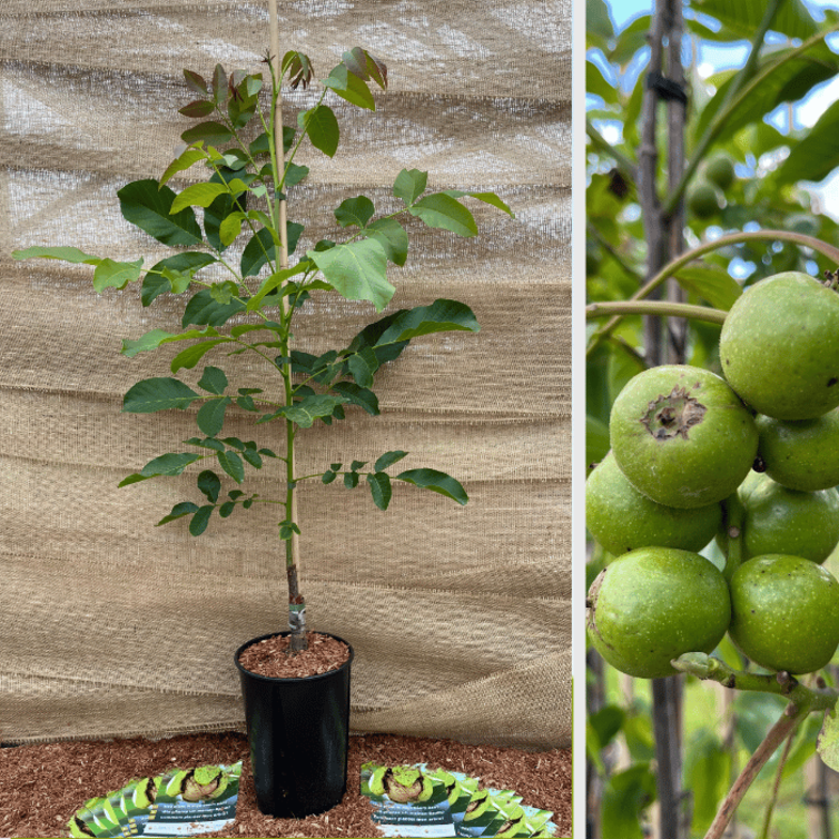 Walnut tree Juglans regia Milotai 10