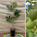 Young Walnut tree Juglans regia Bucanneer