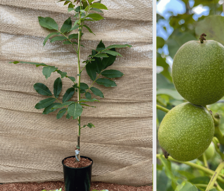 Noyer Juglans Regia Buccaneer