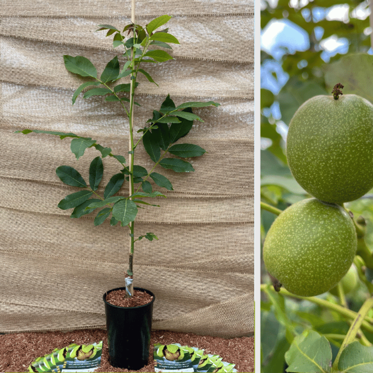 Young Walnut tree Juglans regia Buccaneer