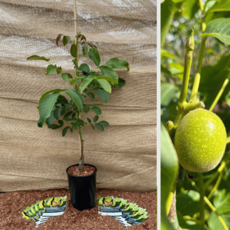 Junge Walnussbaum Juglans regia Broadview