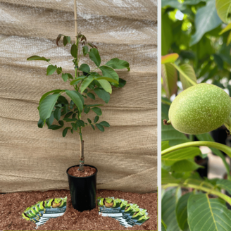 Jonge Walnootboom Juglans regia Bella Maria