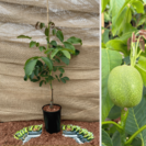 Jeune Noyer Juglans Regia Axel
