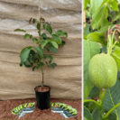 Walnussbaum Juglans regia Axel