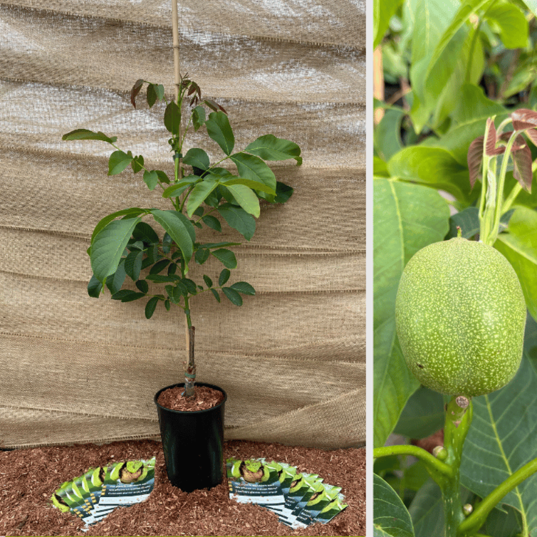 Jeune Noyer Juglans Regia Axel