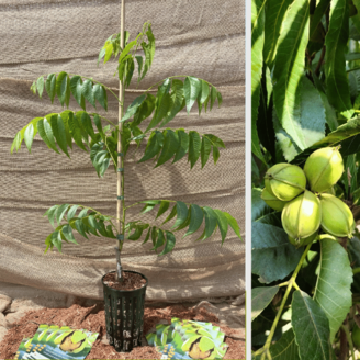Pecan Junge Pekannuss baum | Carya illinoinensis 'Choctaw'