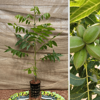 Pecan Jeune Noix de pécan | Carya  illinoinensis 'Pawnee'