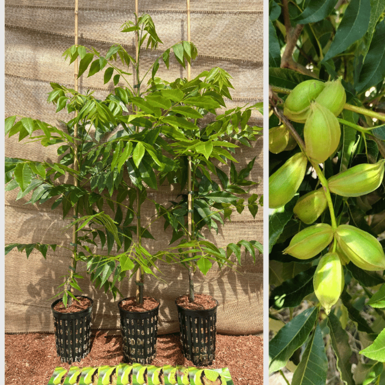 Pekan tree package - 3 pieces of Caryas in varieties - 1x Pawnee - 1x Western Schley - 1x Desirable
