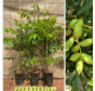 Young Pekan tree package - 3 pieces of Caryas in varieties - 1x Pawnee - 1x Western Schley - 1x Desirable