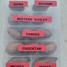 Lot de jeunes arbres de Pekan - 3 pièces | 1x Pawnee - 1x Mohawk - 1x Wichita