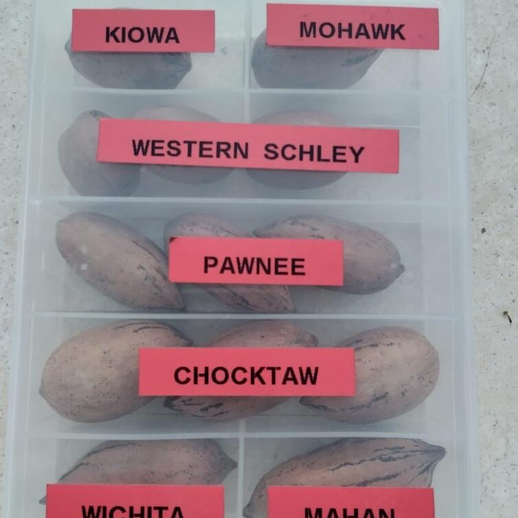 Paquet de Jeunes d'arbres Pekan - 3 pieces de Carya en variétés - 1x Pawnee - 1x Western Schley - 1x Desirable