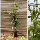 Jonge Kastanjeboom Castanea sativa Marlhac