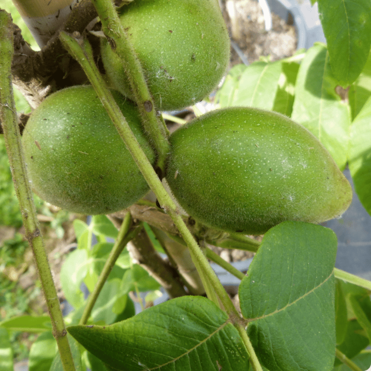 Walnut tree Juglans bixbyi Mitchell