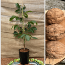 Walnut tree Juglans regia Chandler