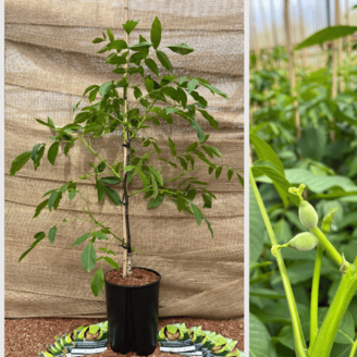 Junge Walnussbaum Juglans regia Fernette