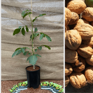 Junge Walnussbaum Juglans regia 'Franquette'