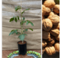 Jonge Walnootboom Juglans regia 'Franquette'