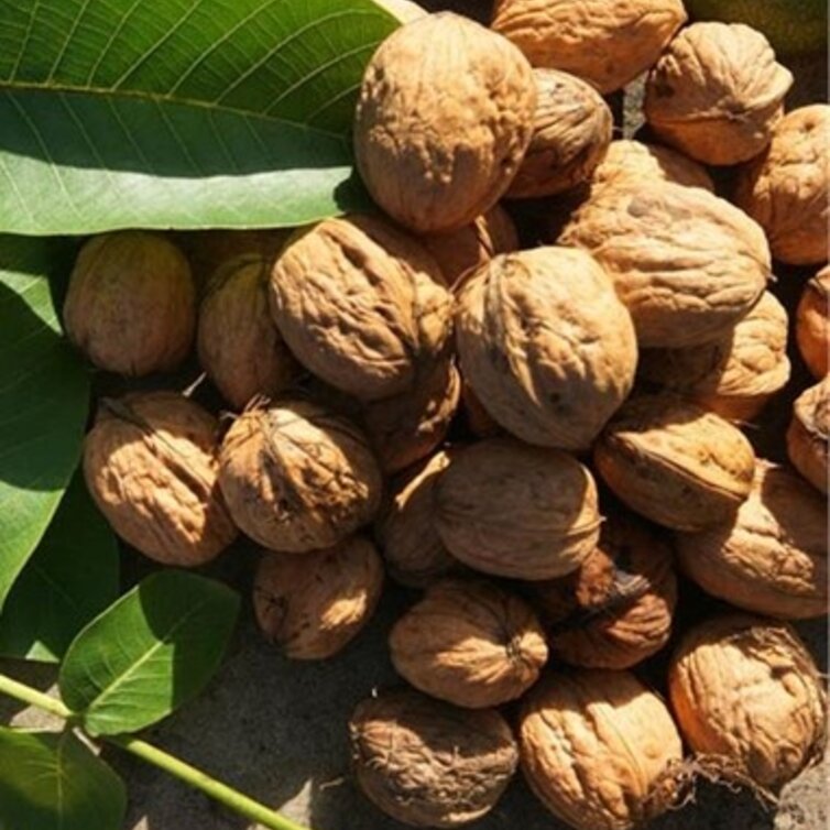 Junge Walnussbaum Juglans regia 'Franquette'