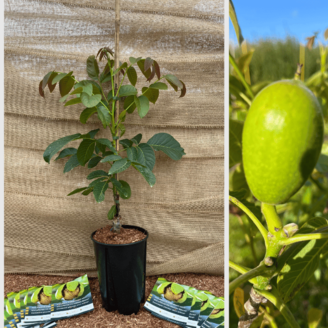 Junge Walnussbaum  Juglans regia 'Komeet'