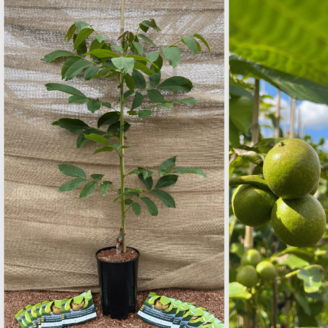 Young Walnut tree Juglans regia 'Mars'