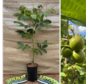 Young Walnut tree Juglans regia 'Mars'