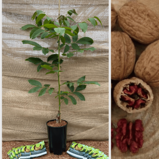 Jonge Walnootboom Juglans  regia Red Rief