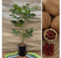 Young Walnut tree Juglans regia Red Rief