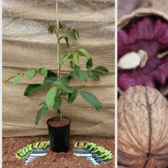 Young Walnut tree Juglans regia 'RedMan'