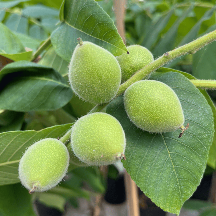 Junge Walnussbaum Juglans ailantifolia cord. Campbell CW 4