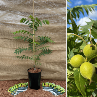 Jonge Walnootboom Juglans microcarpa 'Dolly'