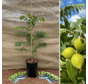 Young Walnut tree Juglans microcarpa 'Dolly'