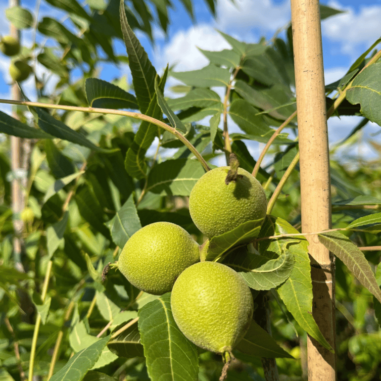 Jonge Walnootboom Juglans microcarpa 'Dolly'