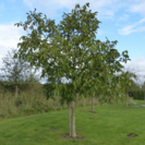 Jeune Noyer Juglans regia Bella Maria