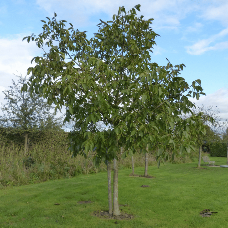 Junge Walnussbaum Juglans regia Bella Maria