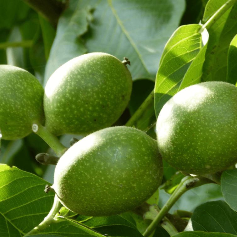 Walnut tree Juglans regia Broadview