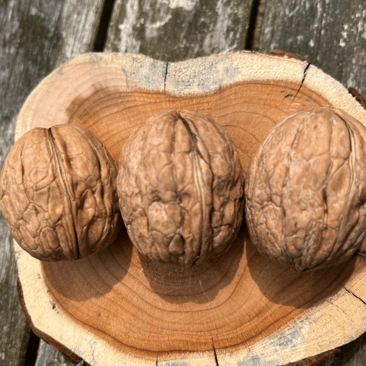 Walnut tree Juglans regia Chandler