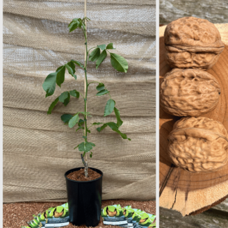 Jonge Walnootboom Juglans regia 'Fernor'