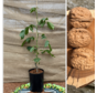 Young Walnut tree Juglans regia 'Fernor'